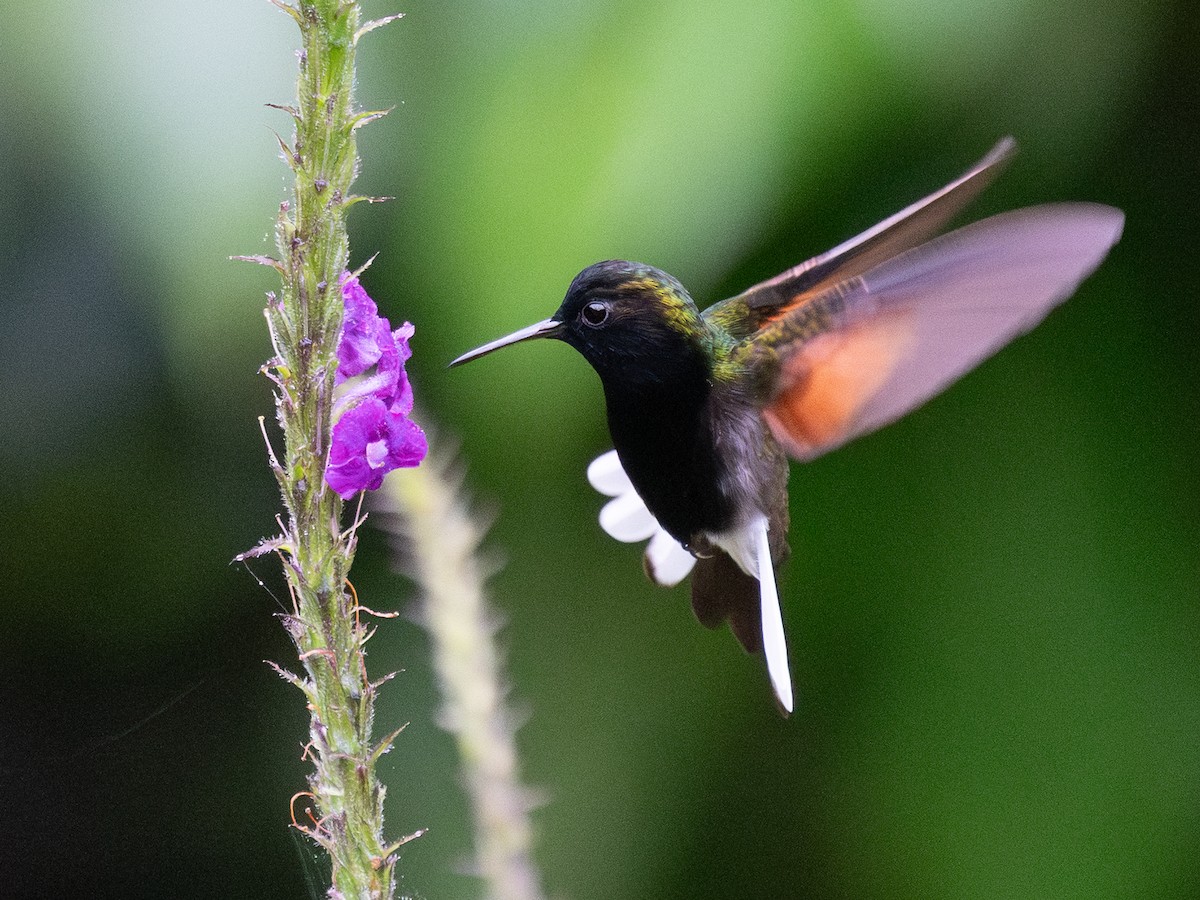 Black-bellied Hummingbird - ML645025612