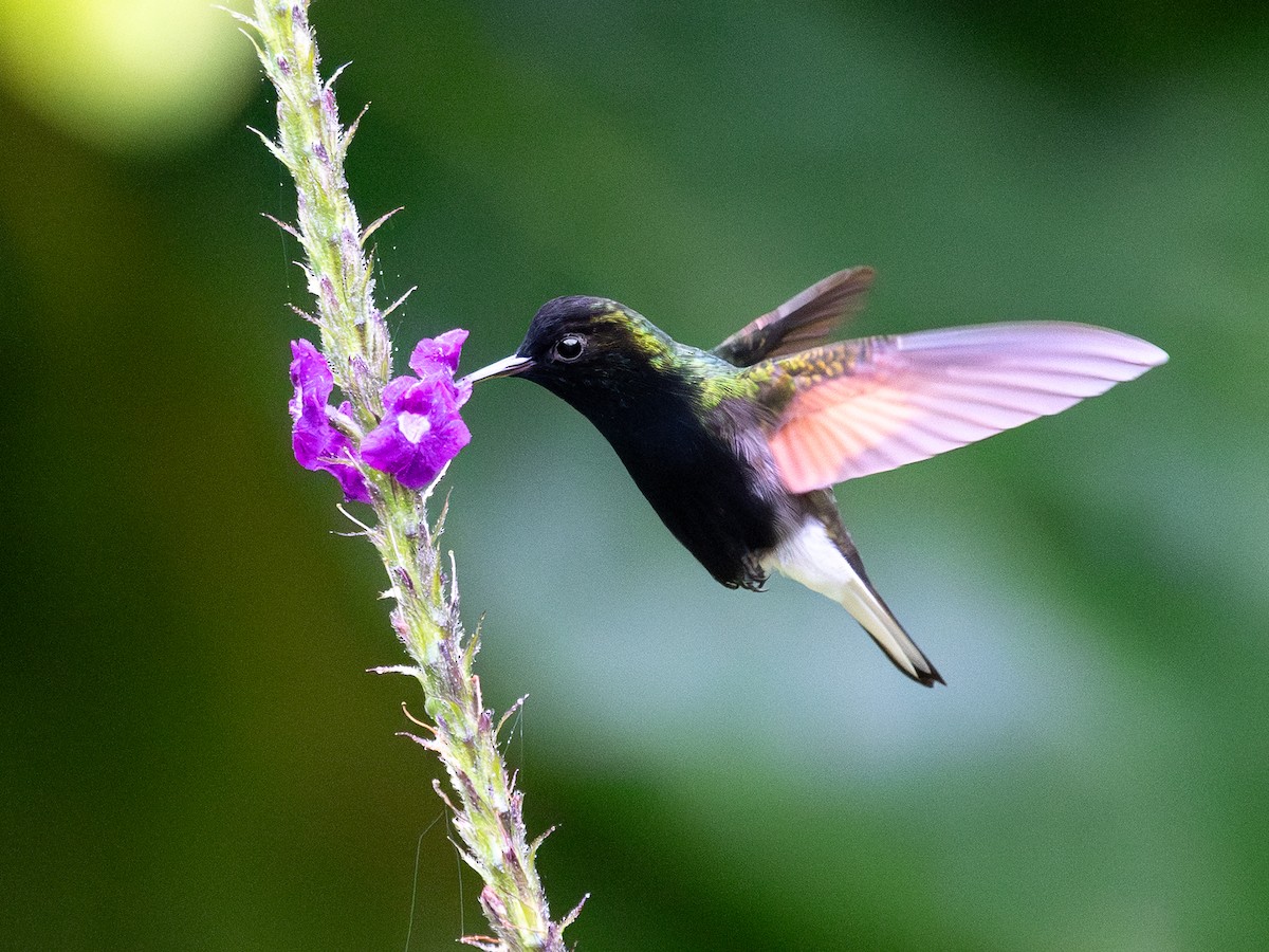 Black-bellied Hummingbird - ML645025613