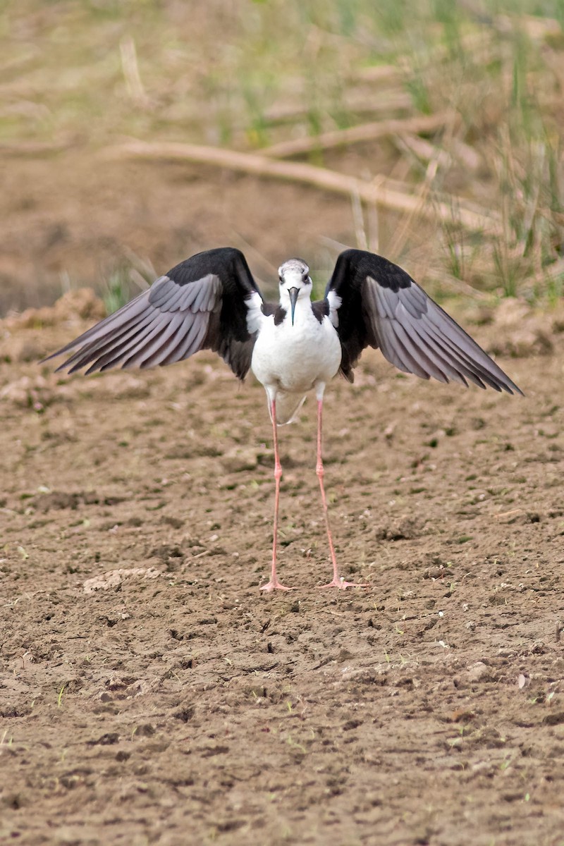 Black-necked Stilt (White-backed) - ML645025617