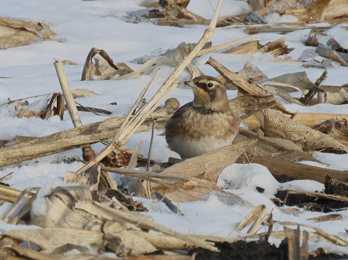 Horned Lark - ML645025618