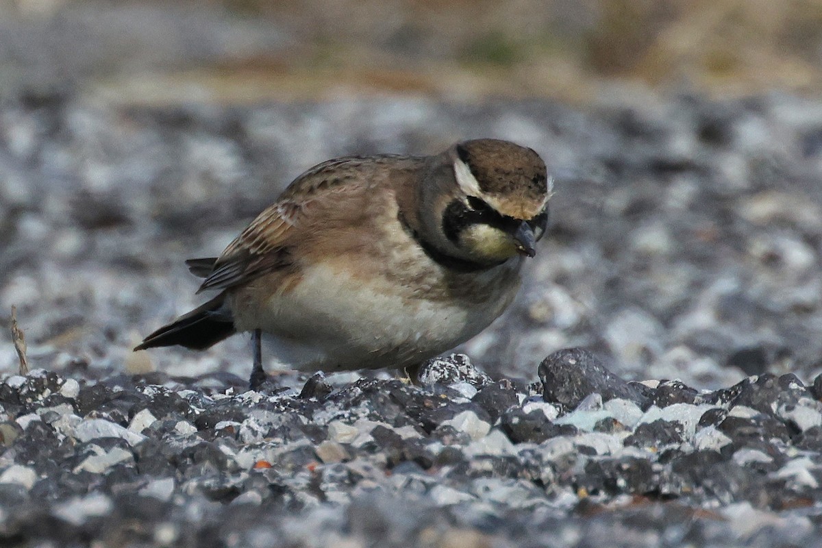 Horned Lark - ML645025620