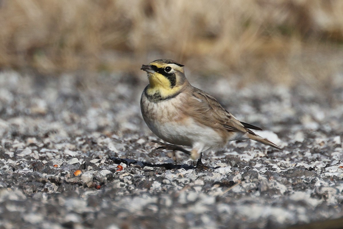 Horned Lark - ML645025621