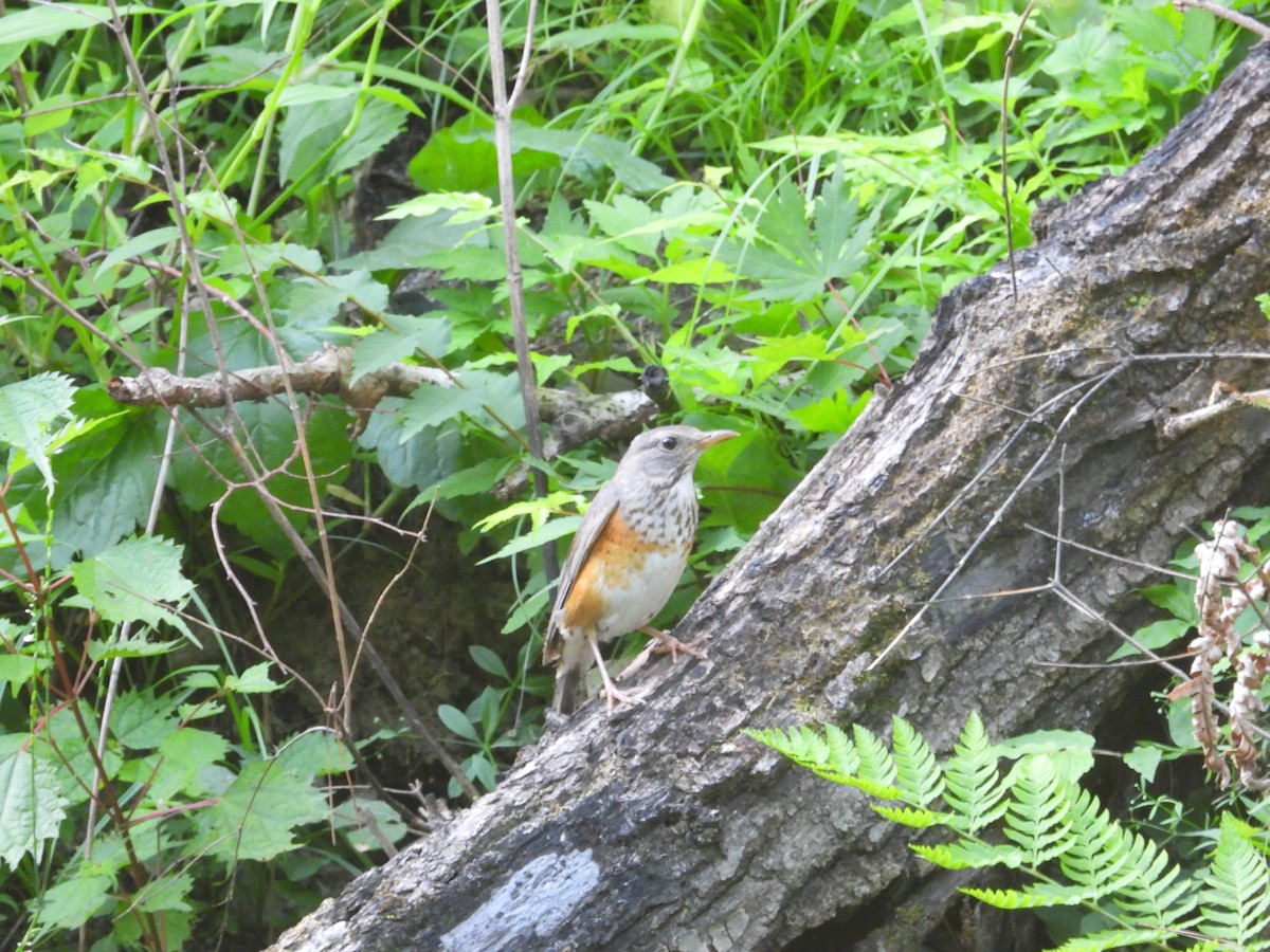 Gray-backed Thrush - ML645025624