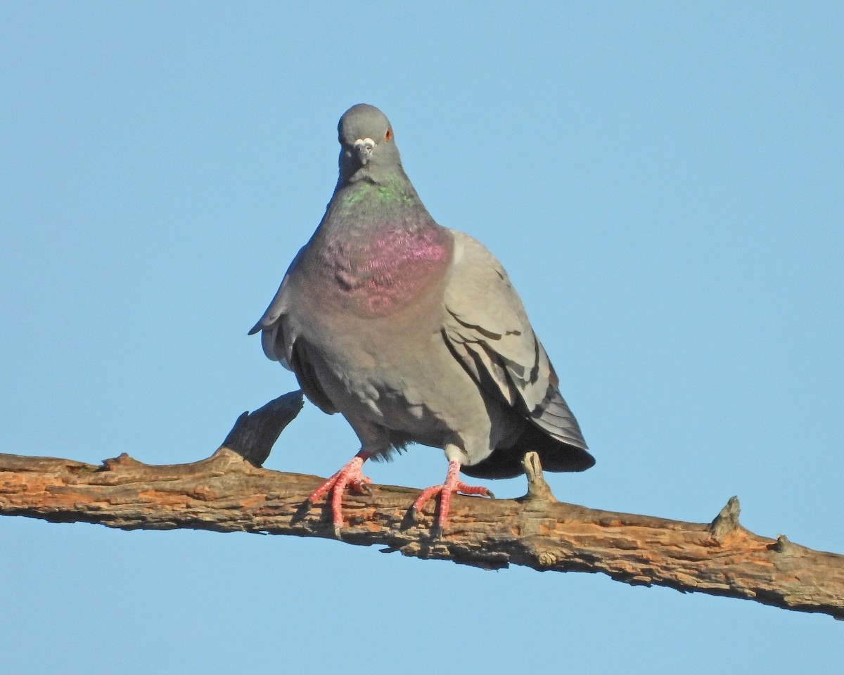 Haitz-usoa (etxekoa) - ML645025642