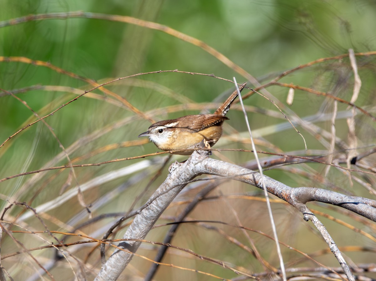 Carolina Wren - ML645025650