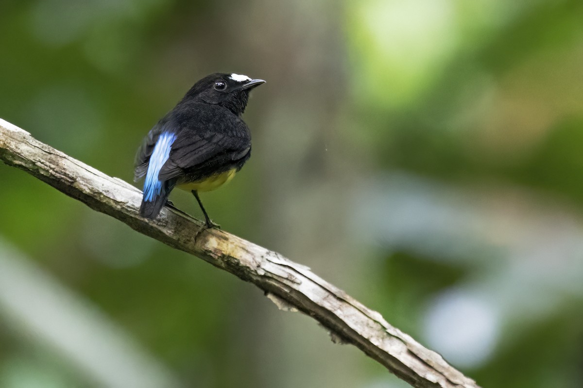 White-fronted Manakin - ML645025675