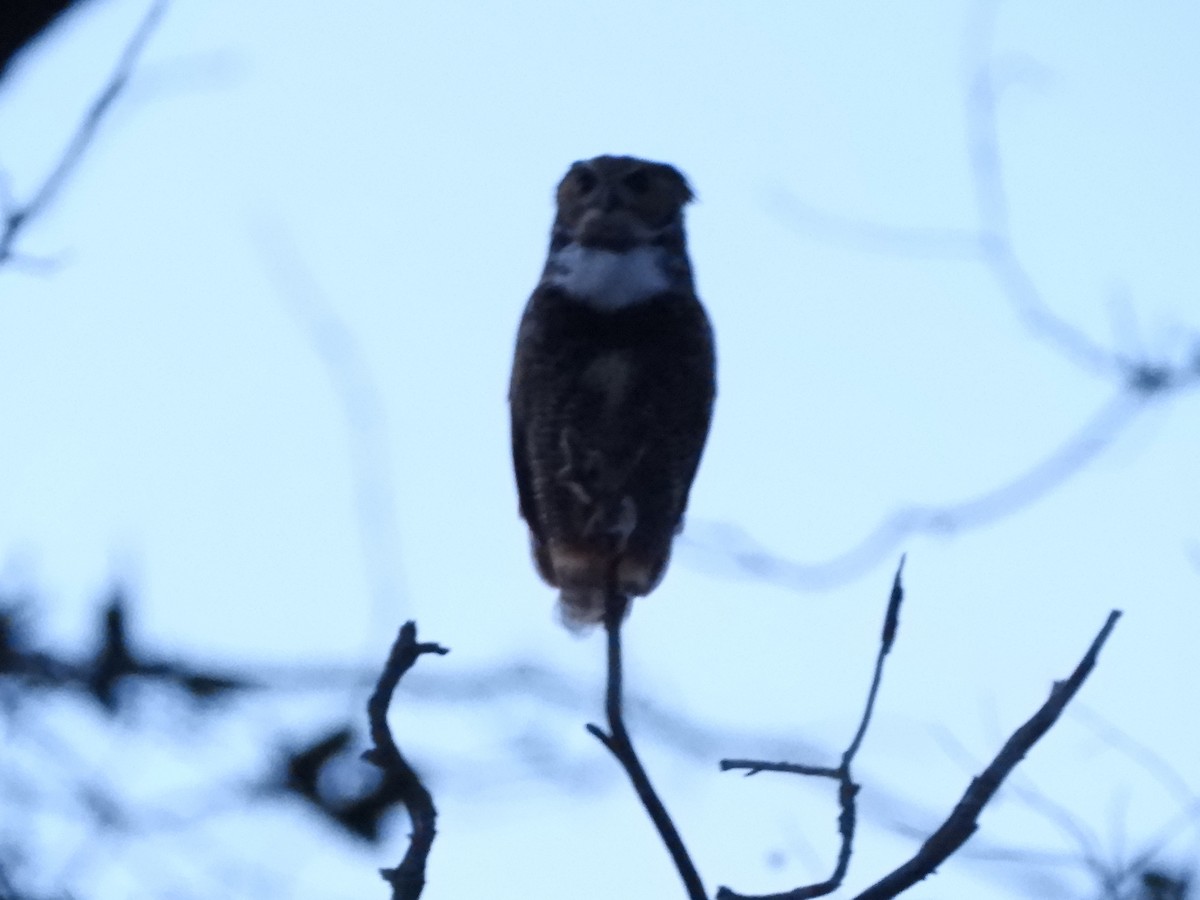 Great Horned Owl - ML645025678