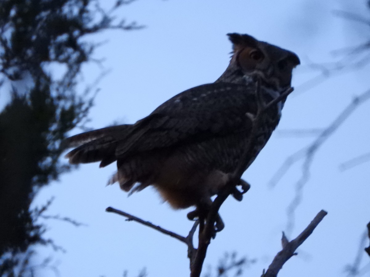 Great Horned Owl - ML645025679