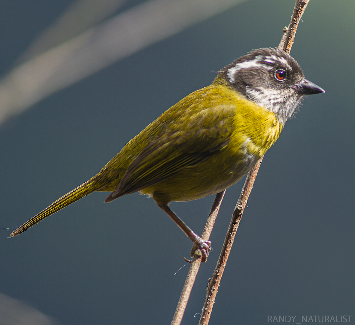 Kara Başlı Klorospingus - ML645025680