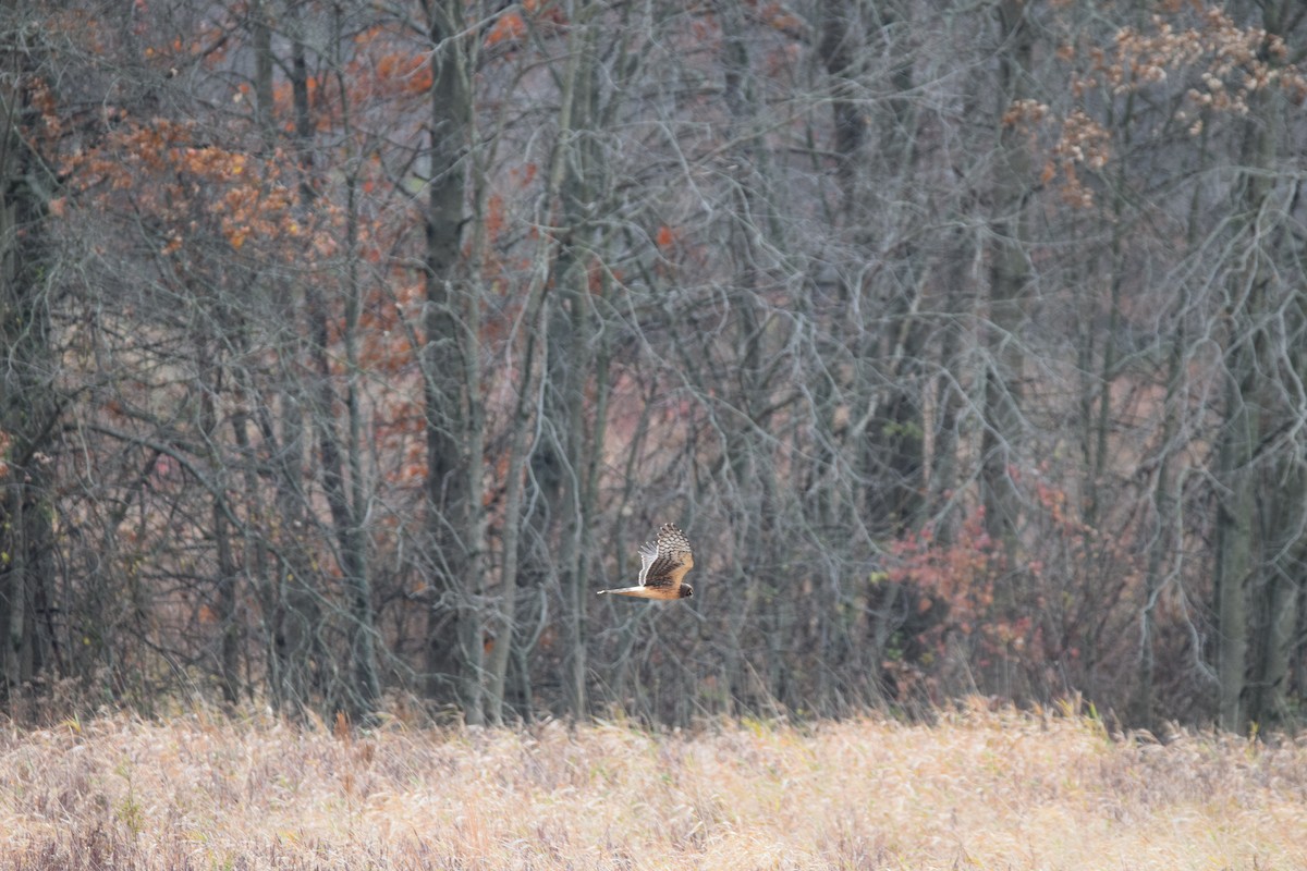 Northern Harrier - ML645025698