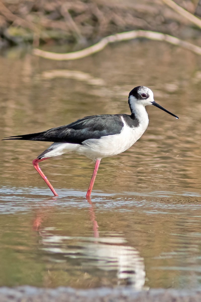 Black-necked Stilt (White-backed) - ML645025724