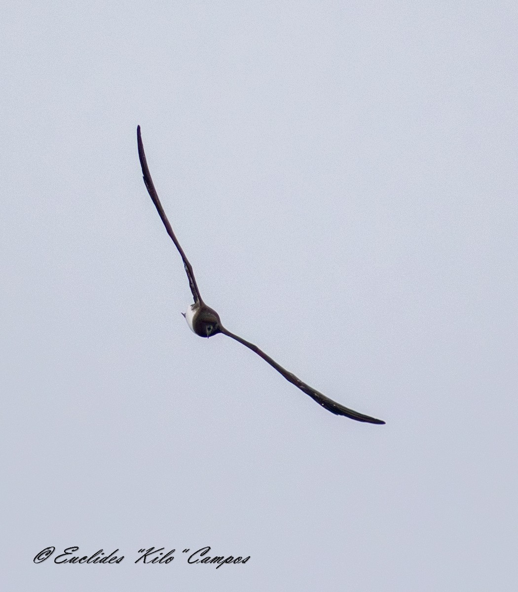 Tahiti Petrel - ML645025728