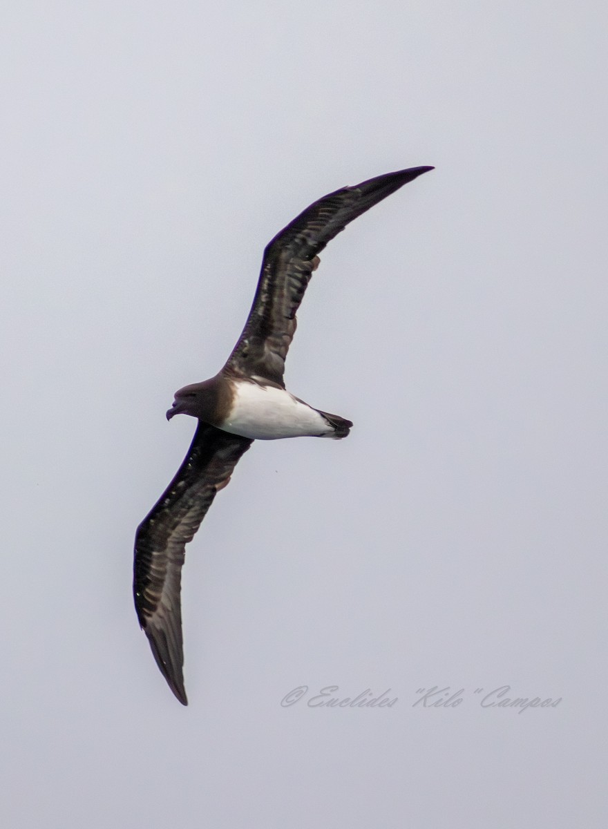 Tahiti Petrel - ML645025730
