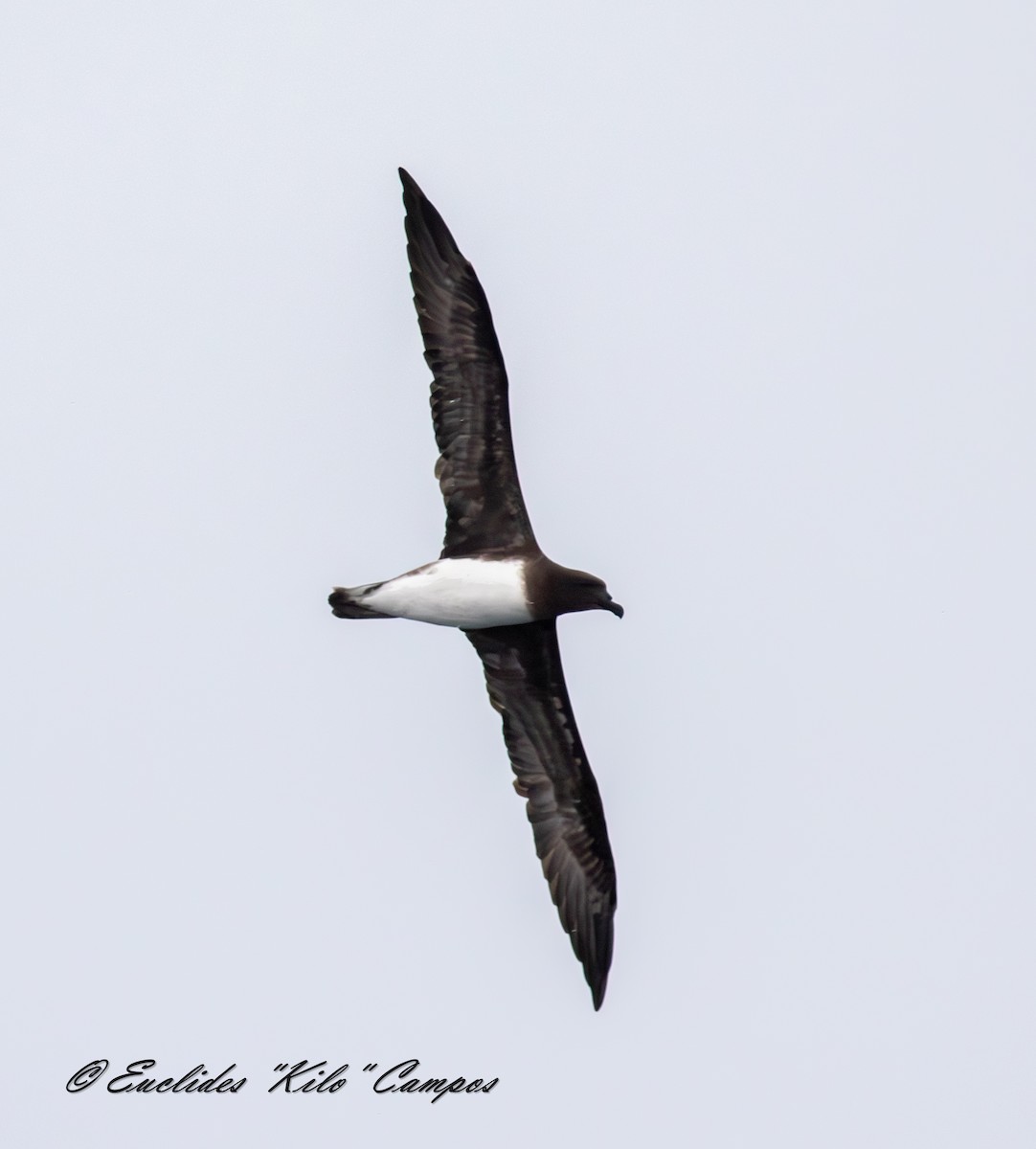 Tahiti Petrel - ML645025731