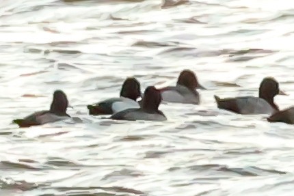 Lesser Scaup - ML645025732