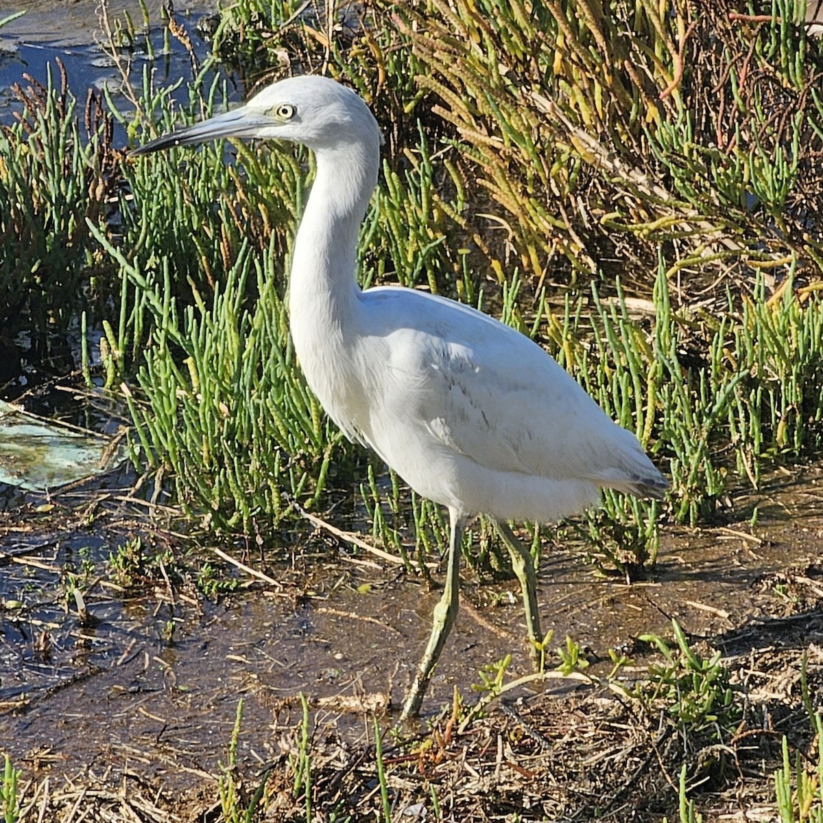 Little Blue Heron - ML645025734