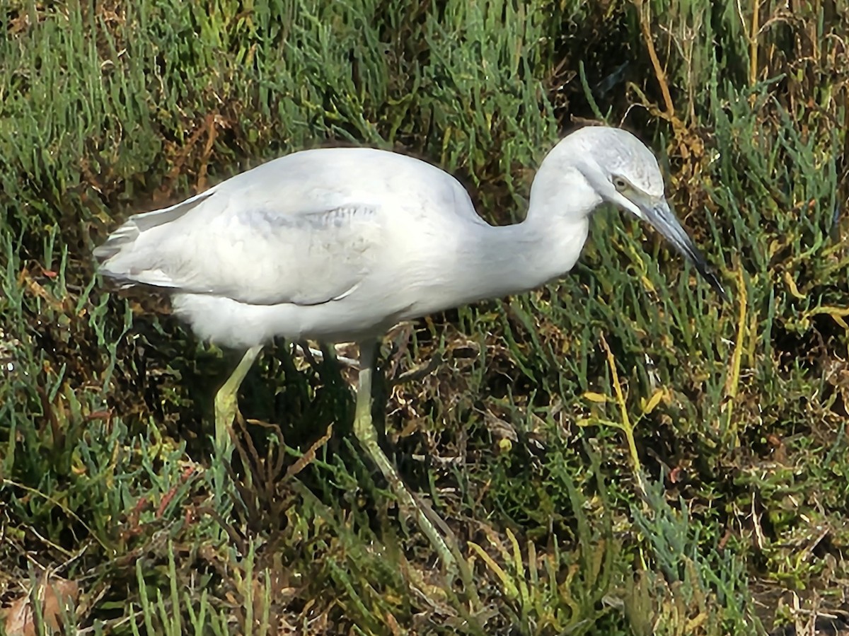 Little Blue Heron - ML645025735