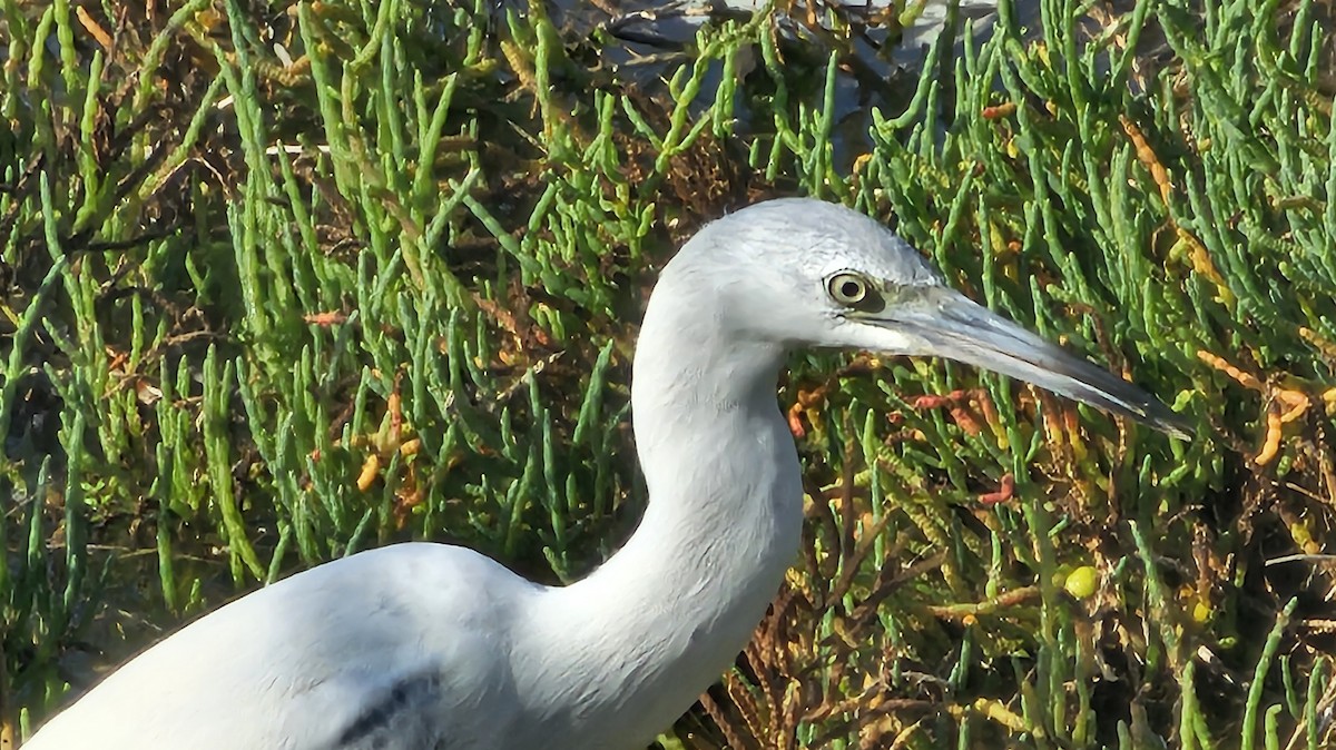 Little Blue Heron - ML645025736