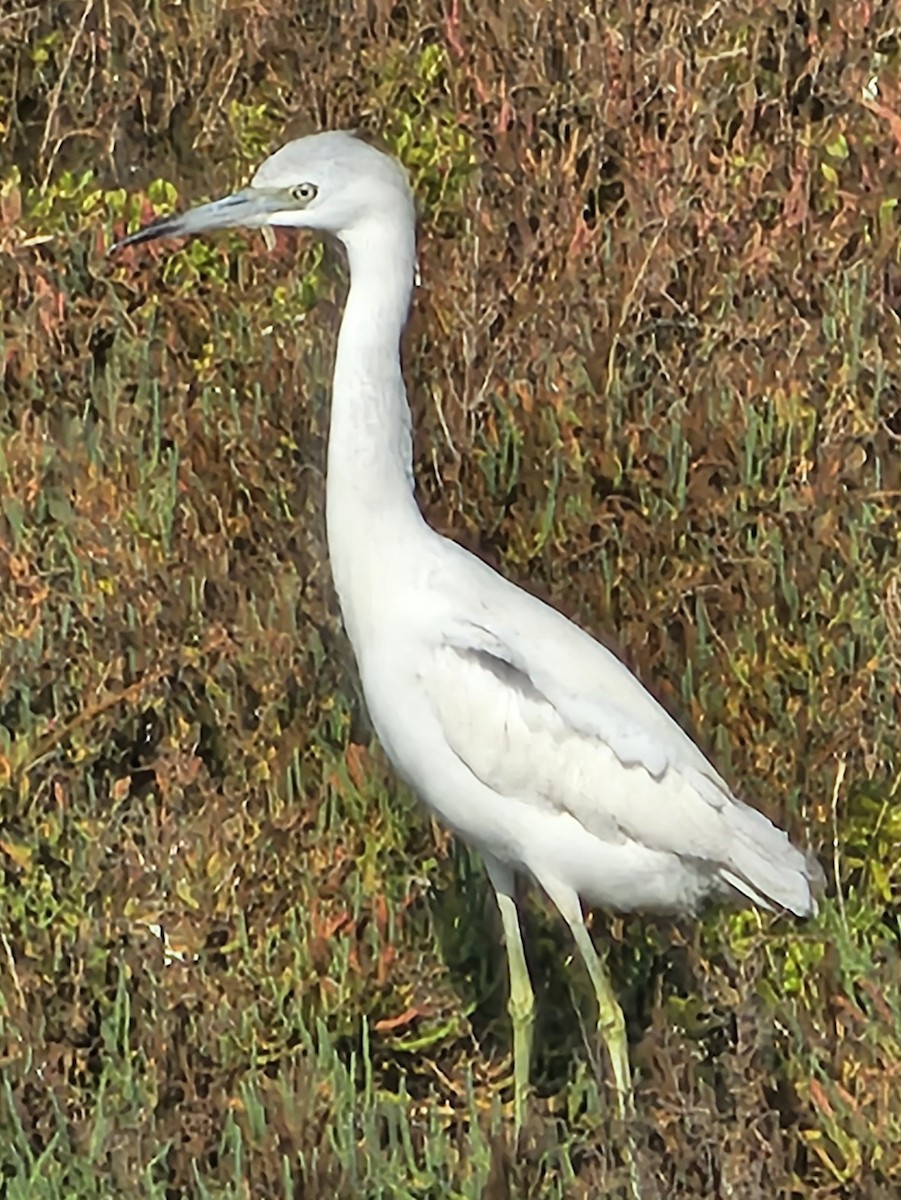 Little Blue Heron - ML645025737