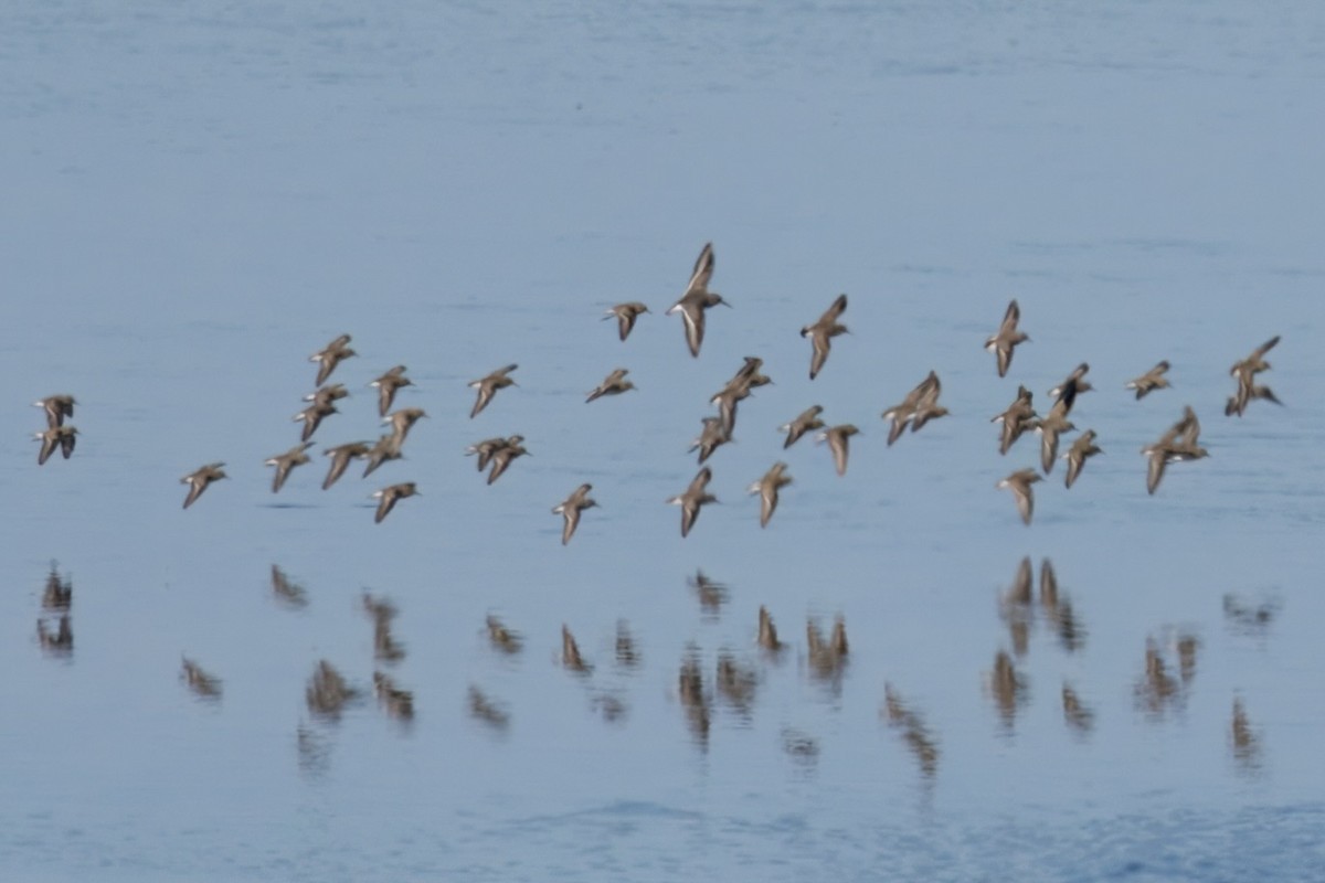Dunlin - ML645025740