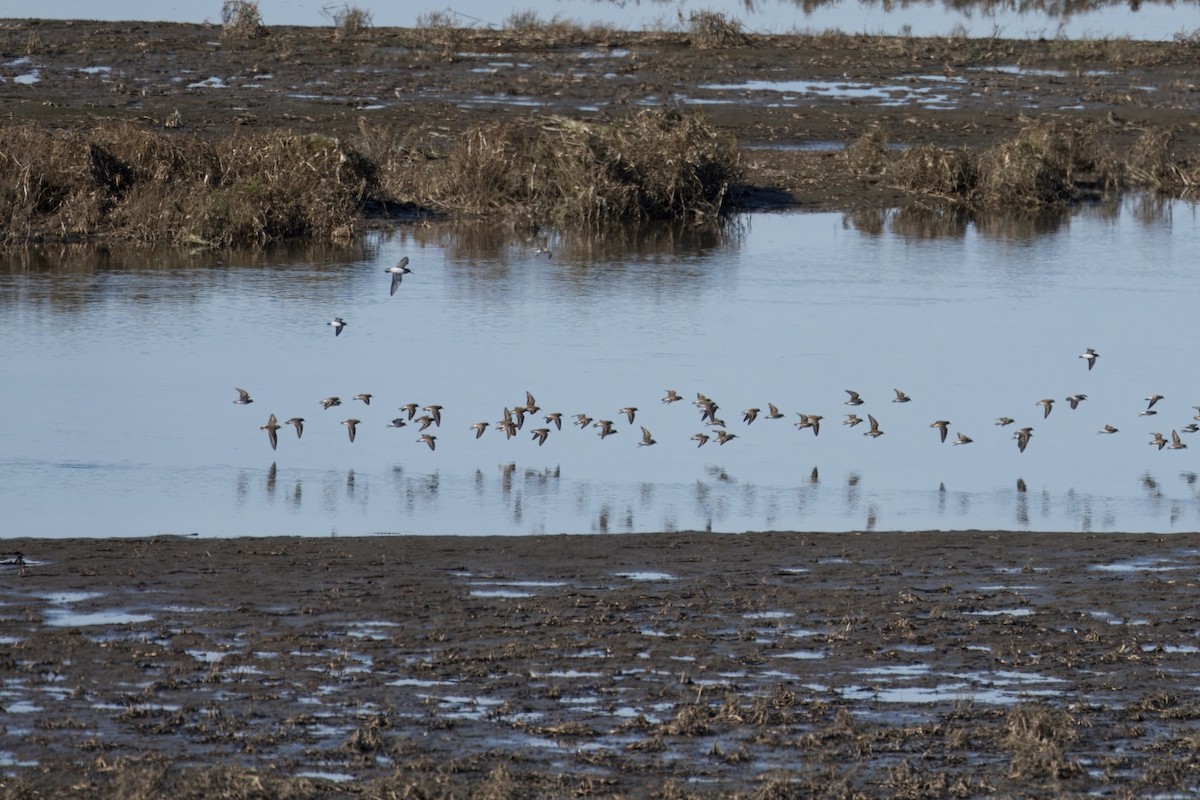 Dunlin - ML645025741