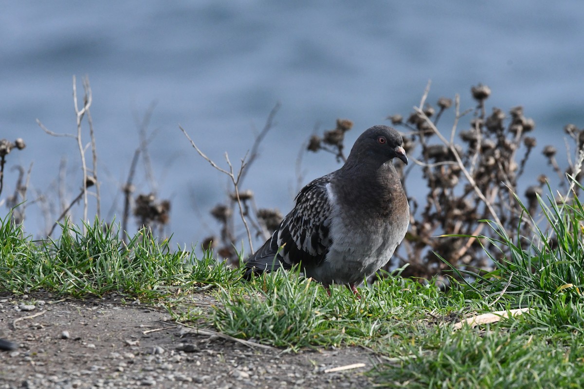 Haitz-usoa (etxekoa) - ML645025753