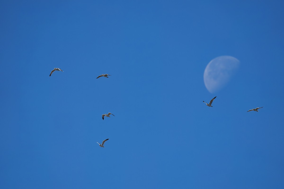 California Gull - ML645025755