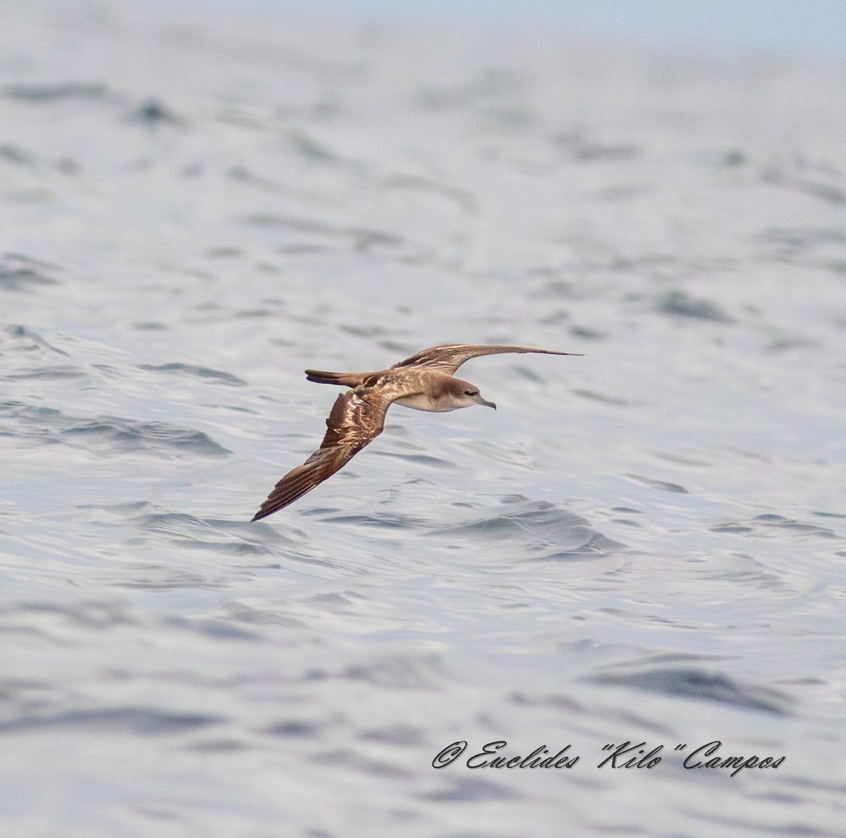 Wedge-tailed Shearwater - ML645025759