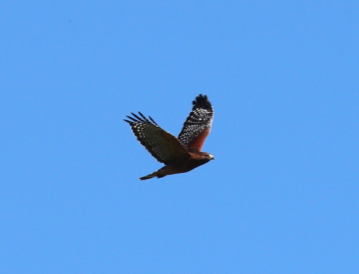 Red-shouldered Hawk - ML645025762