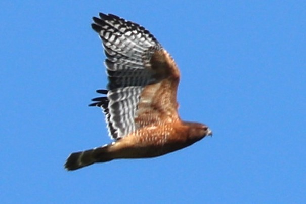 Red-shouldered Hawk - ML645025763