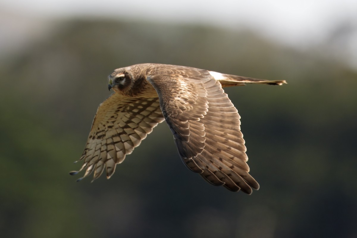 Northern Harrier - ML645025765