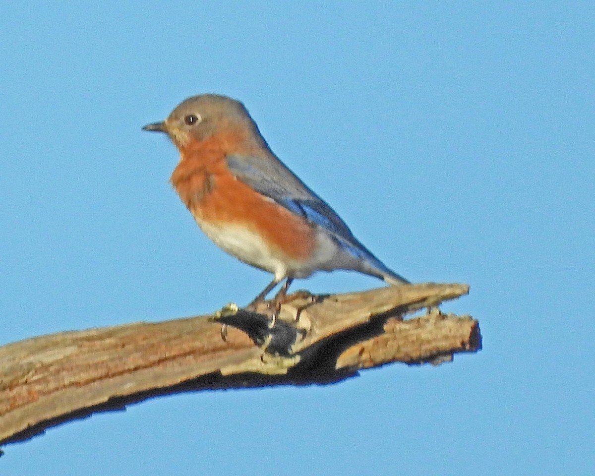 Azulejo Oriental - ML645025781