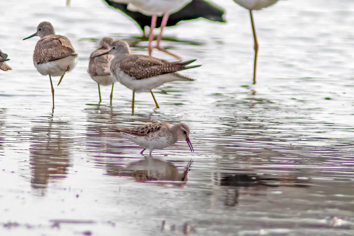 Weißbürzel-Strandläufer - ML645025788