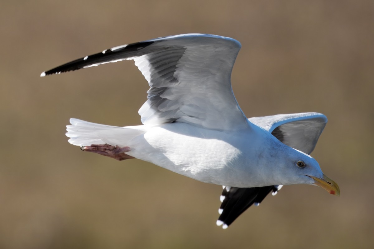 Western Gull - ML645025821