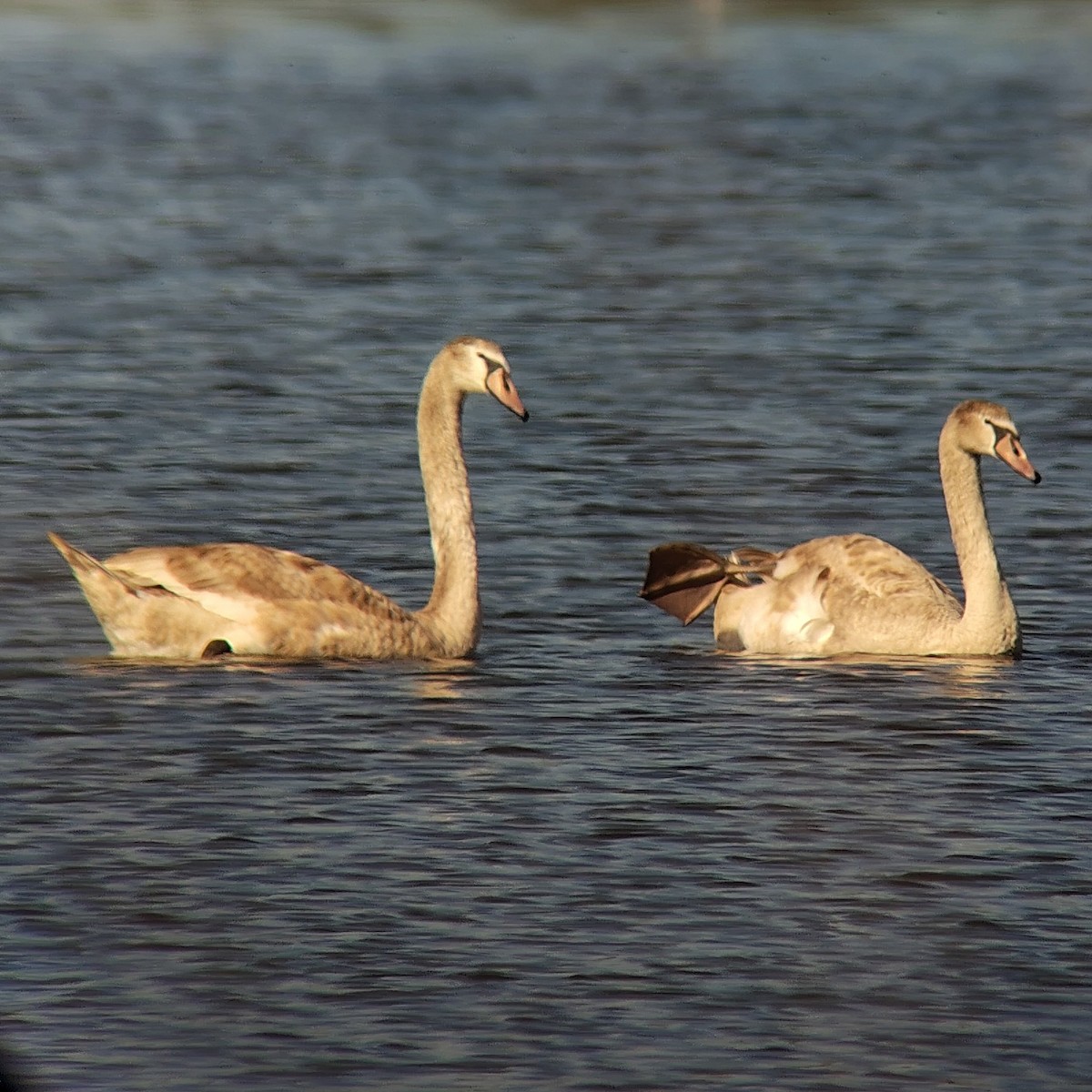 labuť velká - ML645025825