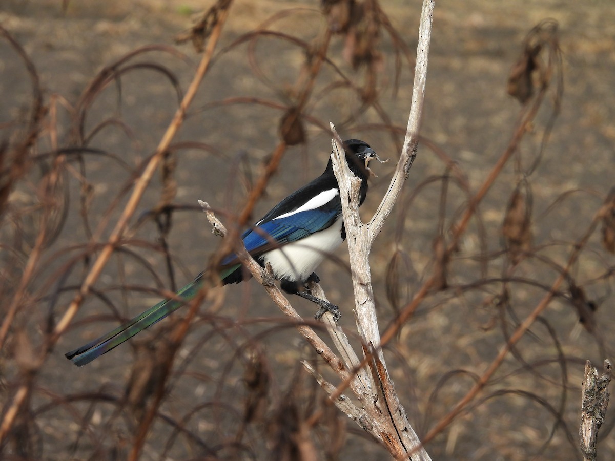 straka čínská - ML645025842