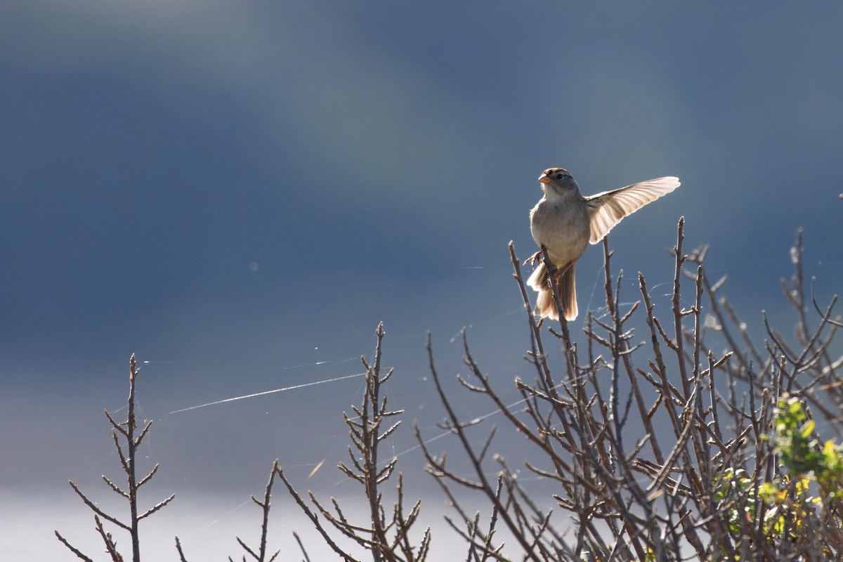 White-crowned Sparrow - ML645025876