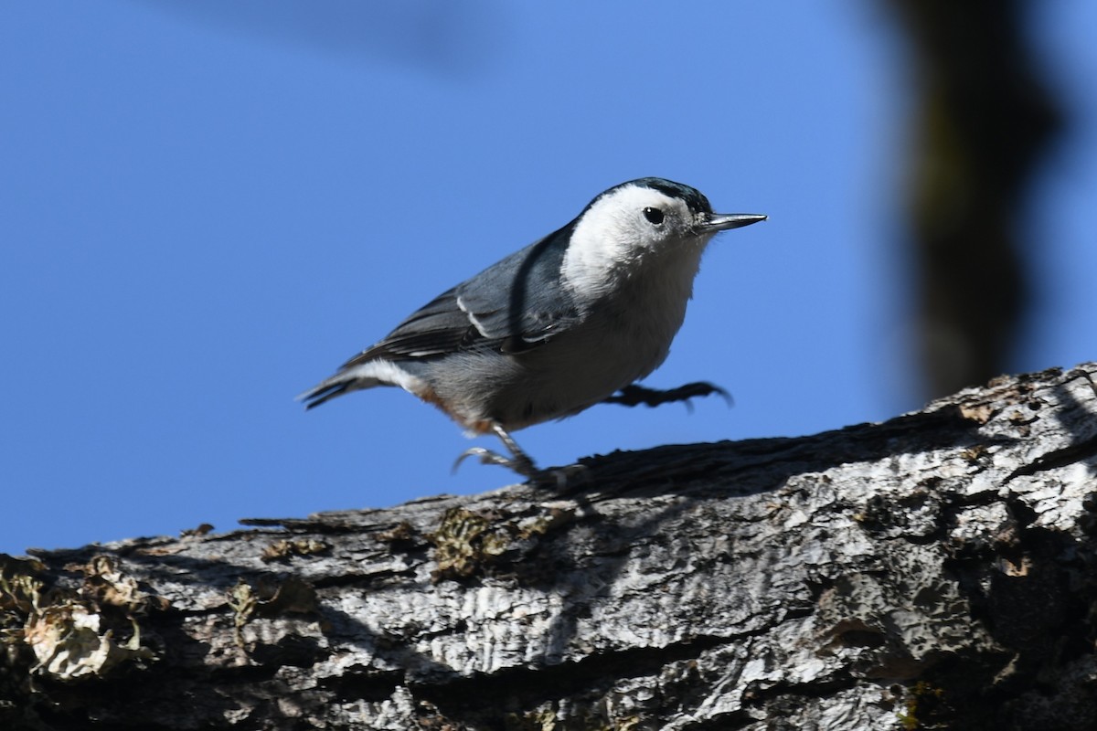 White-breasted Nuthatch - ML645025879