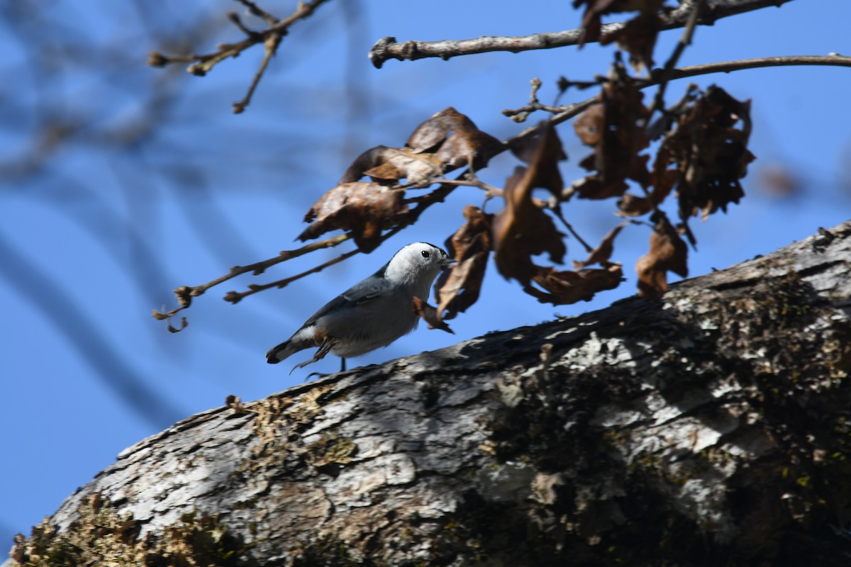 White-breasted Nuthatch - ML645025880
