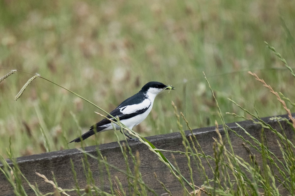 White-winged Triller - ML645025881