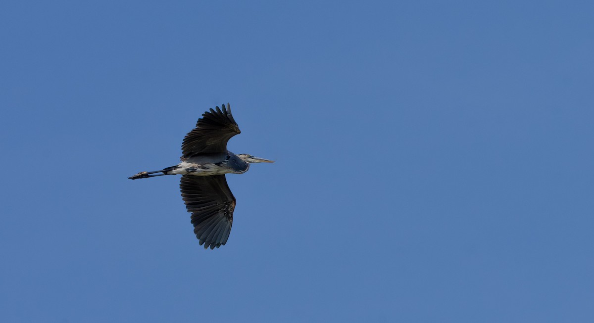 Great Blue Heron - ML645025883