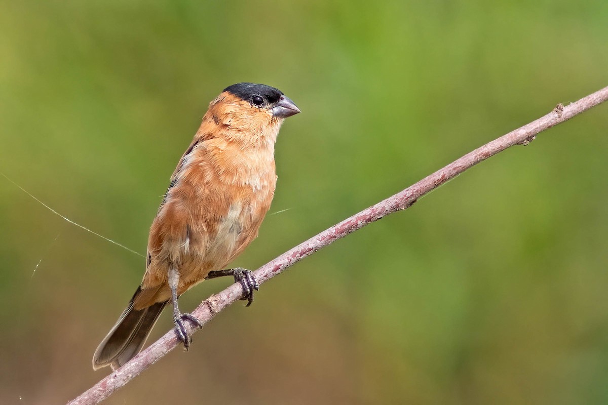 Copper Seedeater - ML645025888
