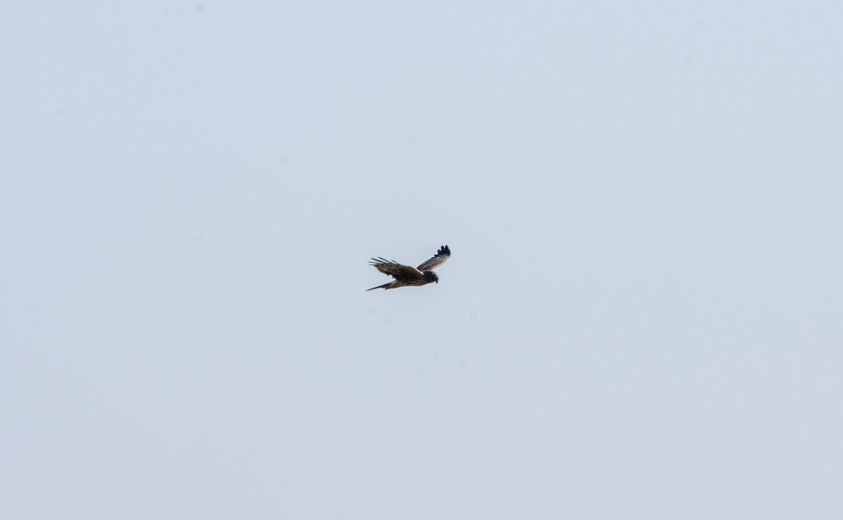 Northern Harrier - ML645025892