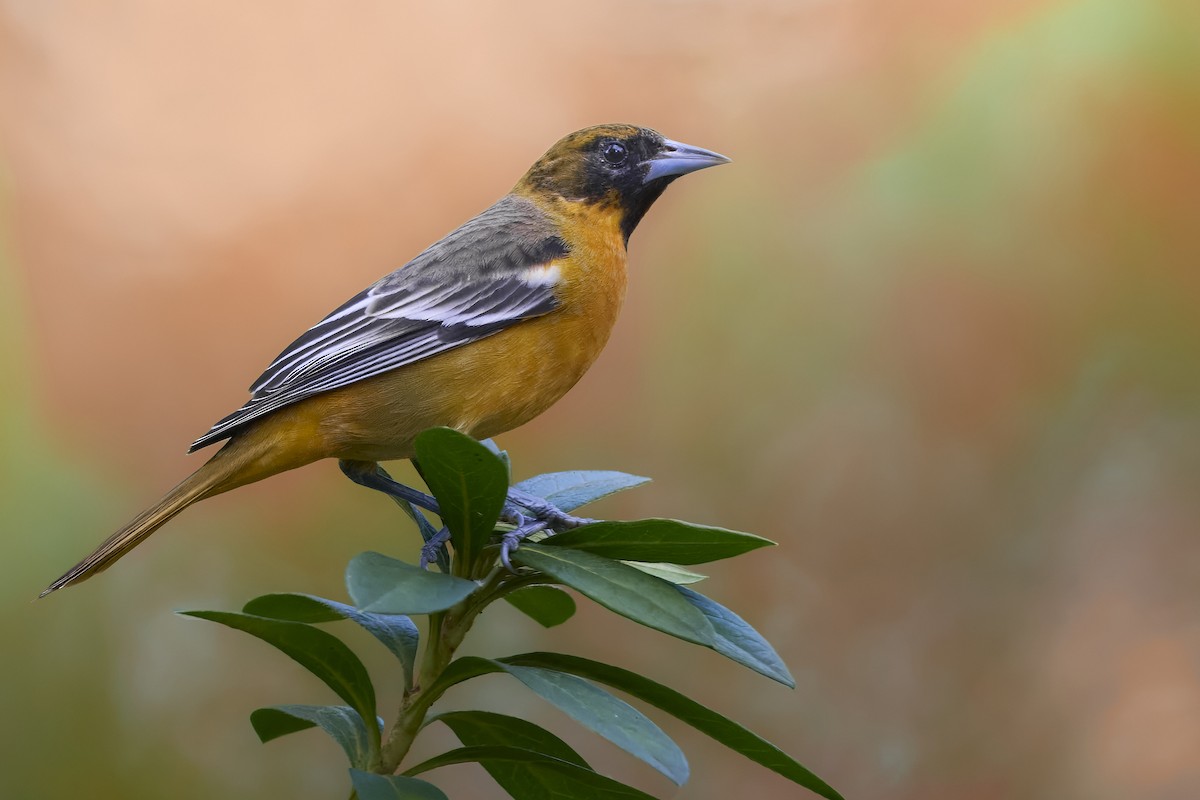 Baltimore Oriole - ML645025900
