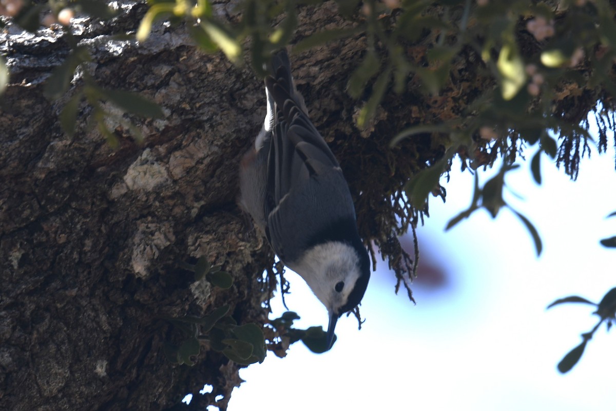 White-breasted Nuthatch - ML645025901