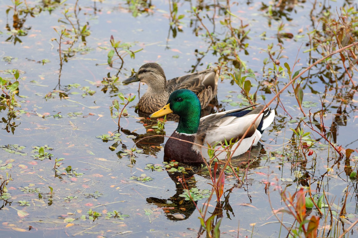 Mallard - ML645025903