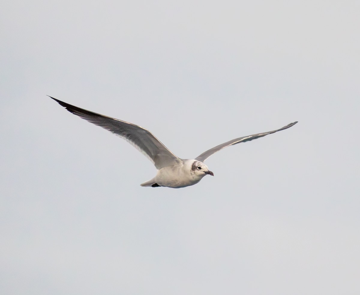 Laughing Gull - ML645025904