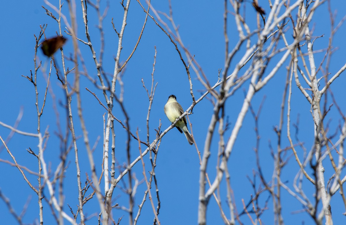 Eastern Phoebe - ML645025919