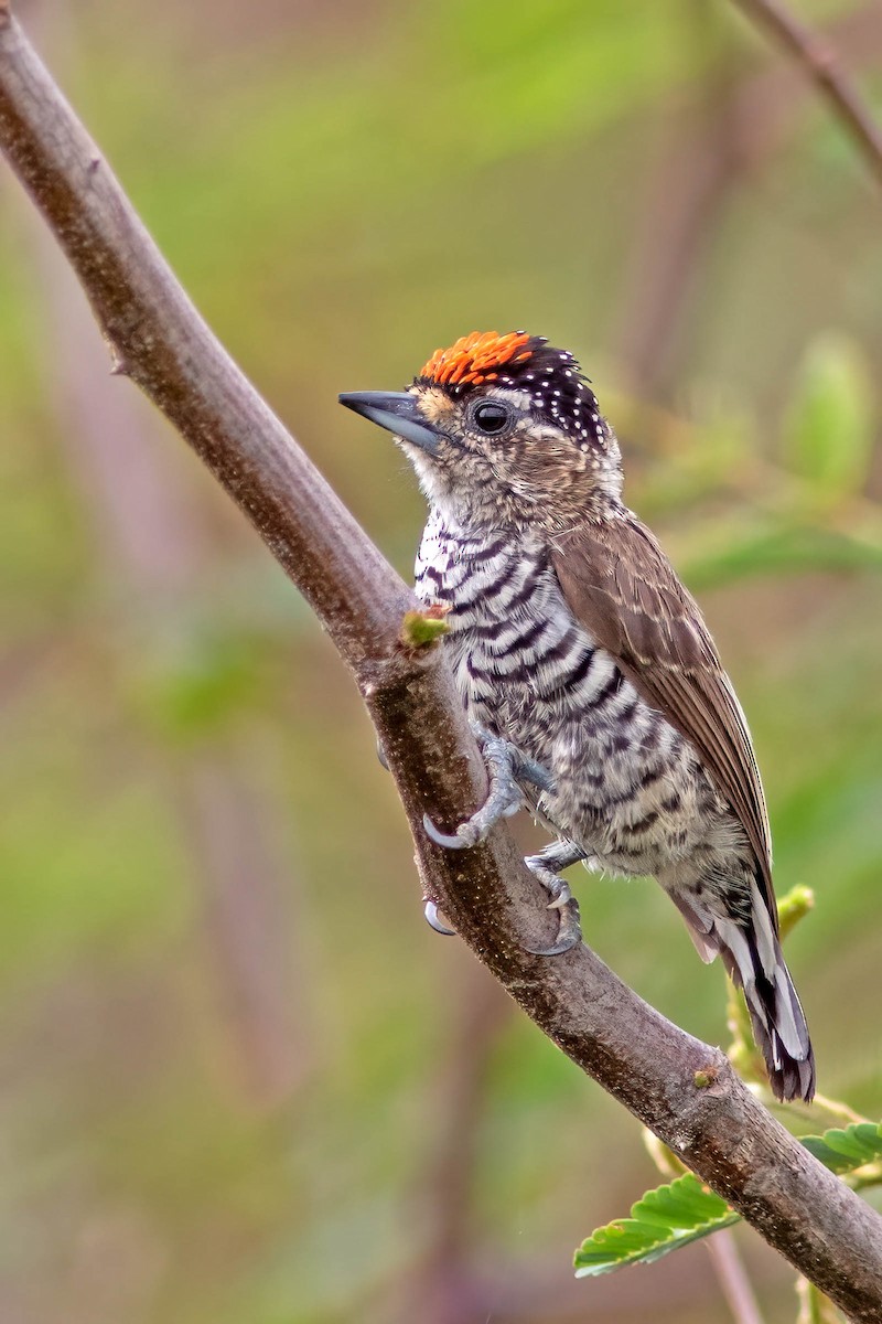 Carpinterito Variable - ML645025925