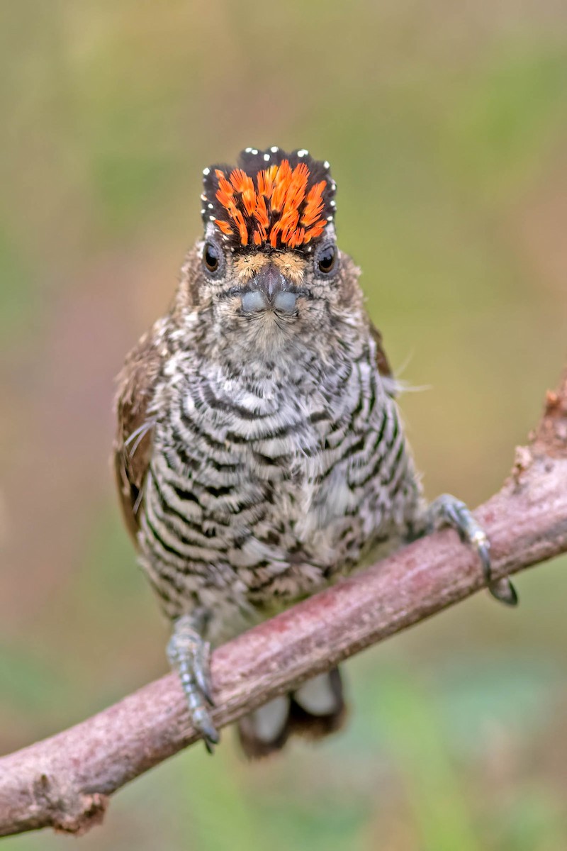 Carpinterito Variable - ML645025926